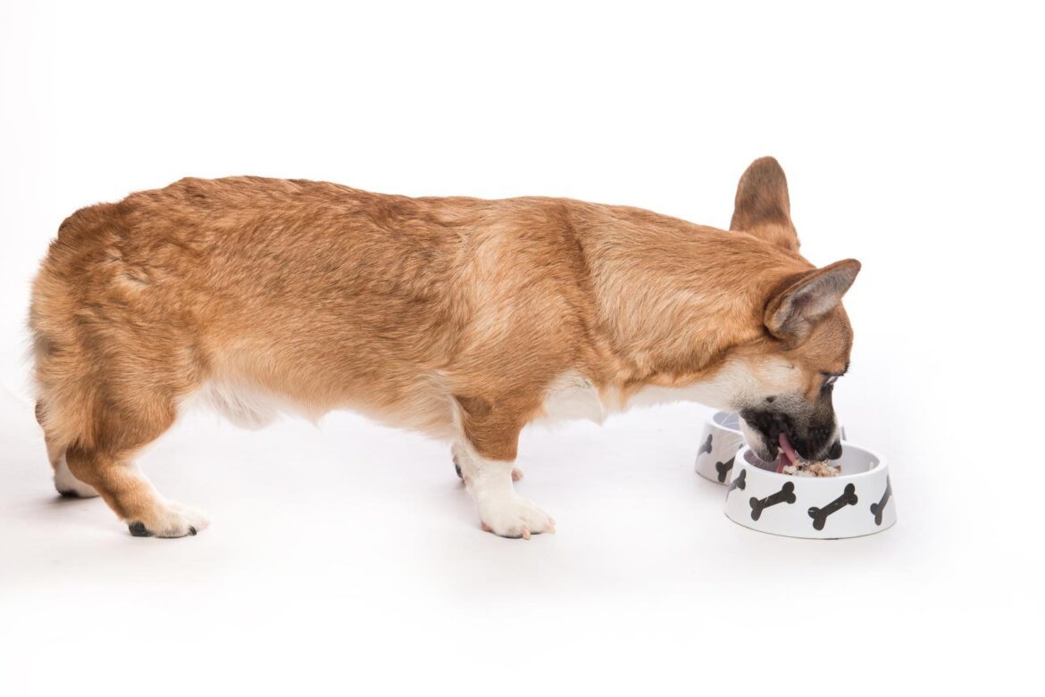 Pembroke corgi. Cute dog eating food